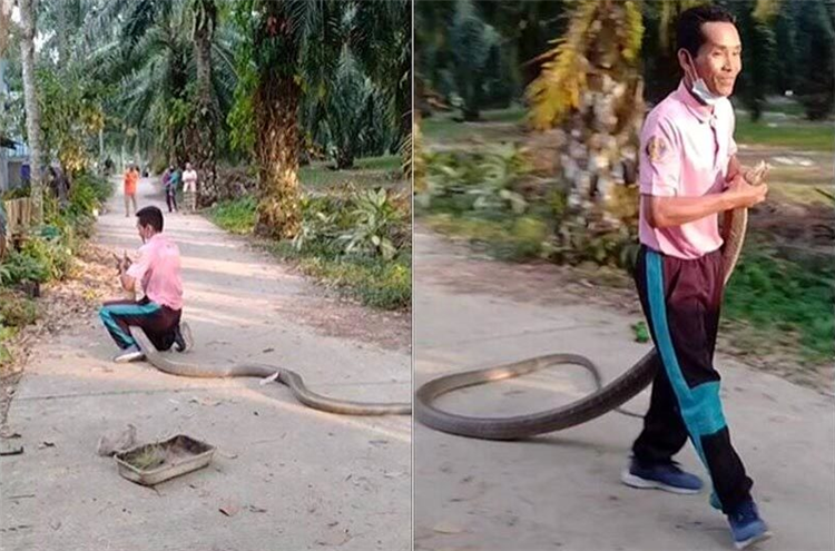 Viewers were shocked to see the man catching the extremely poisonous ...