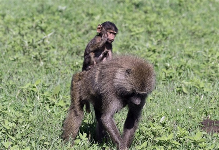 The wonderful moment of mother and child love when the mother monkey ...