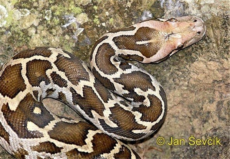 The ‘horrifying’ truth about the giant rock python that eats people ...